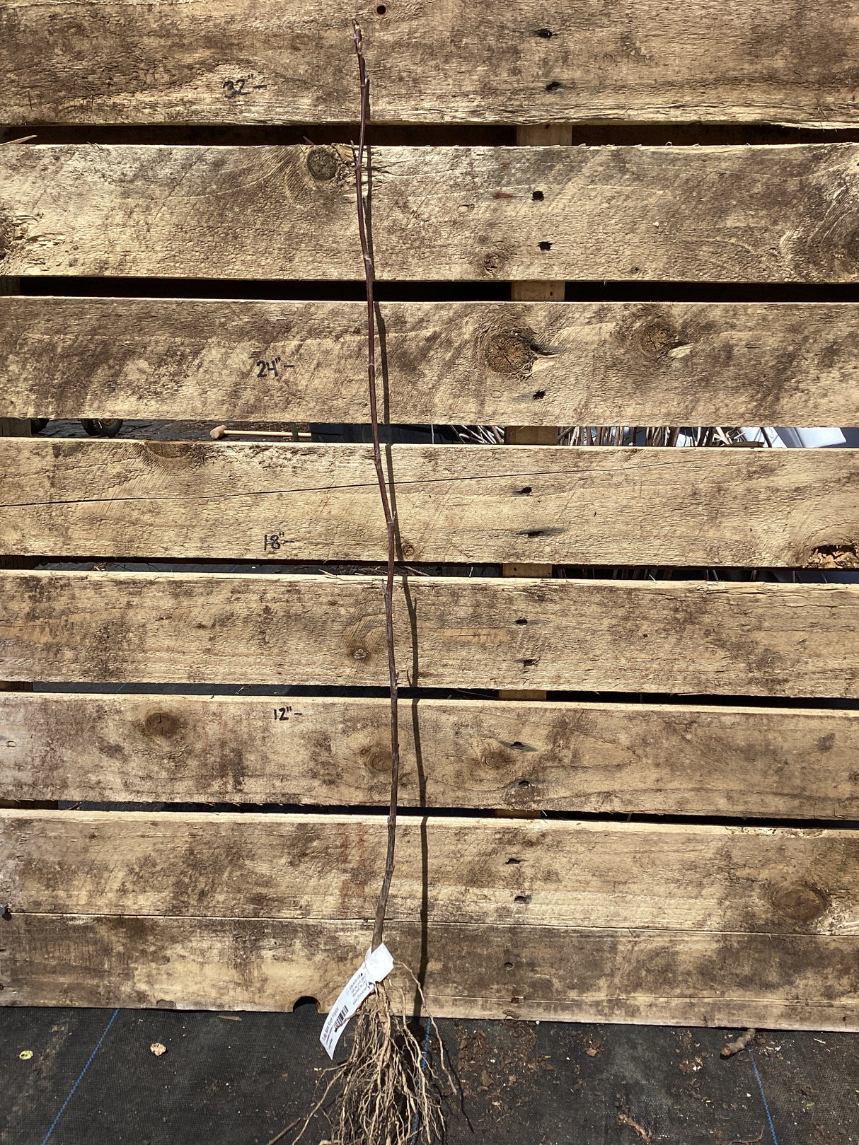 Poplar, Tulip, Bare Root