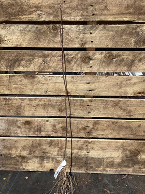 Poplar, Tulip, Bare Root