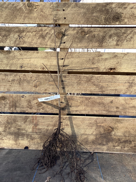 Pawpaw, Bare Root