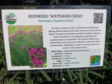 Ironweed, 'Southern Cross'