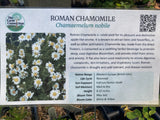 Chamomile, Roman