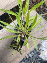 Evening Primrose, Missouri