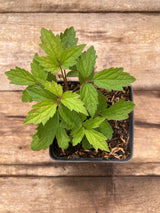 Clematis, Virgin's Bower
