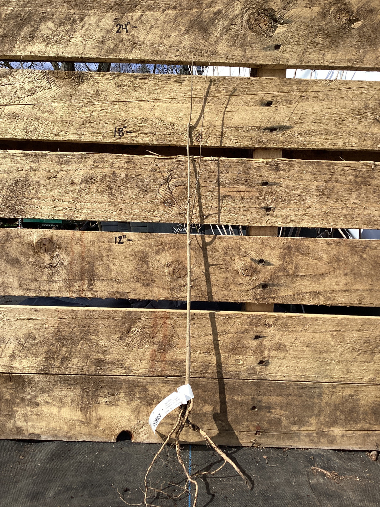 Hackberry, Bare Root
