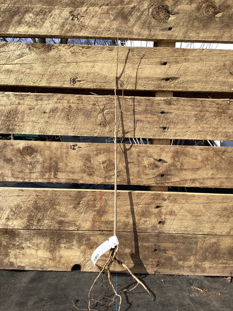 Hackberry, Bare Root