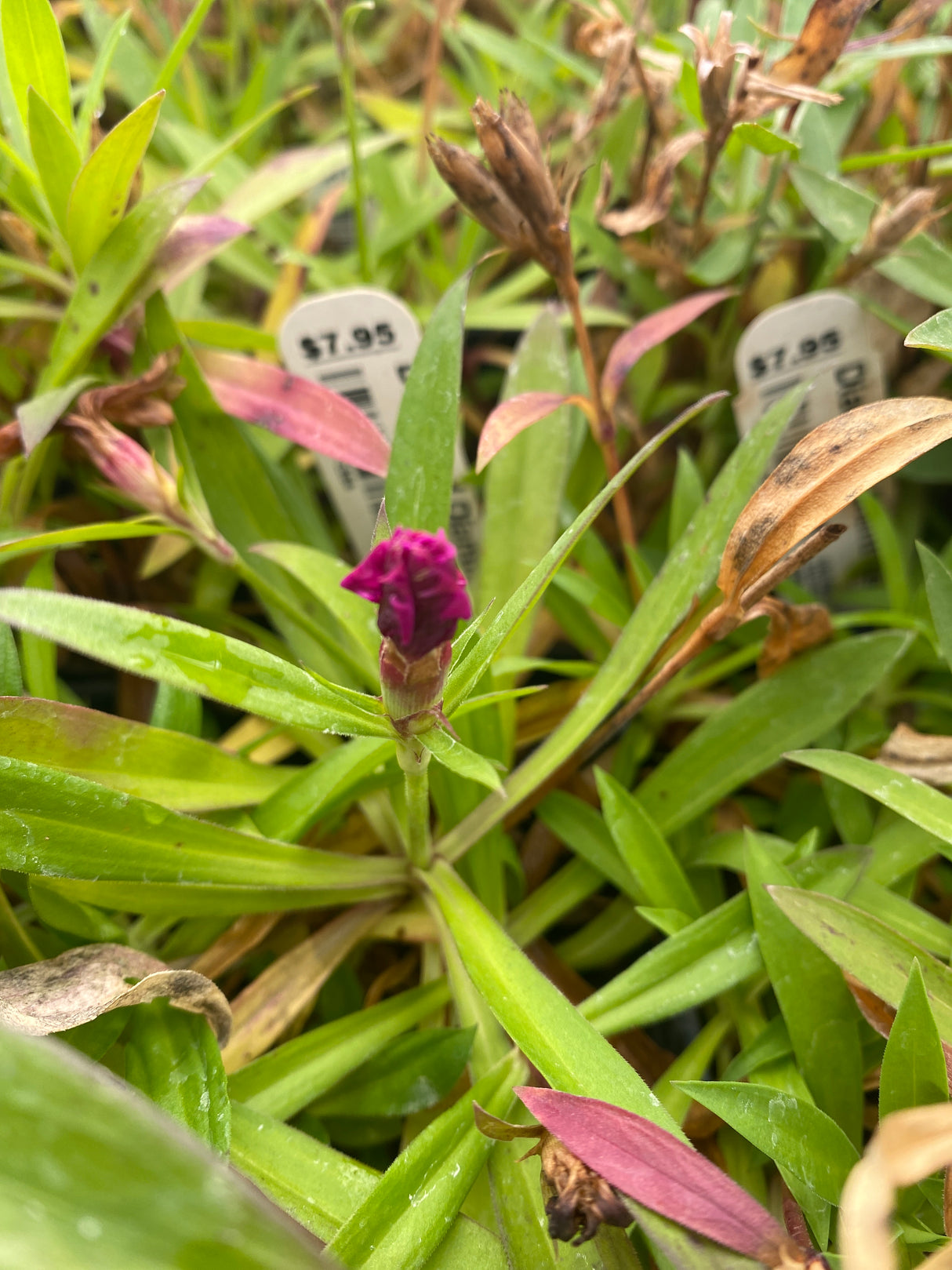 Dianthus, Diamond