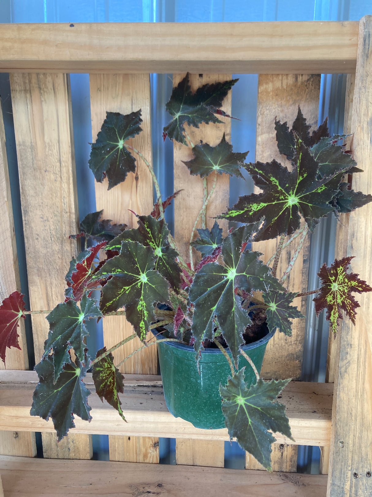 Begonia, Eyelash
