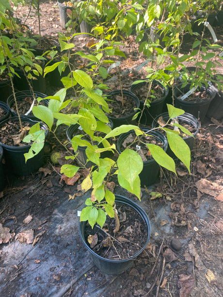 Osage Orange