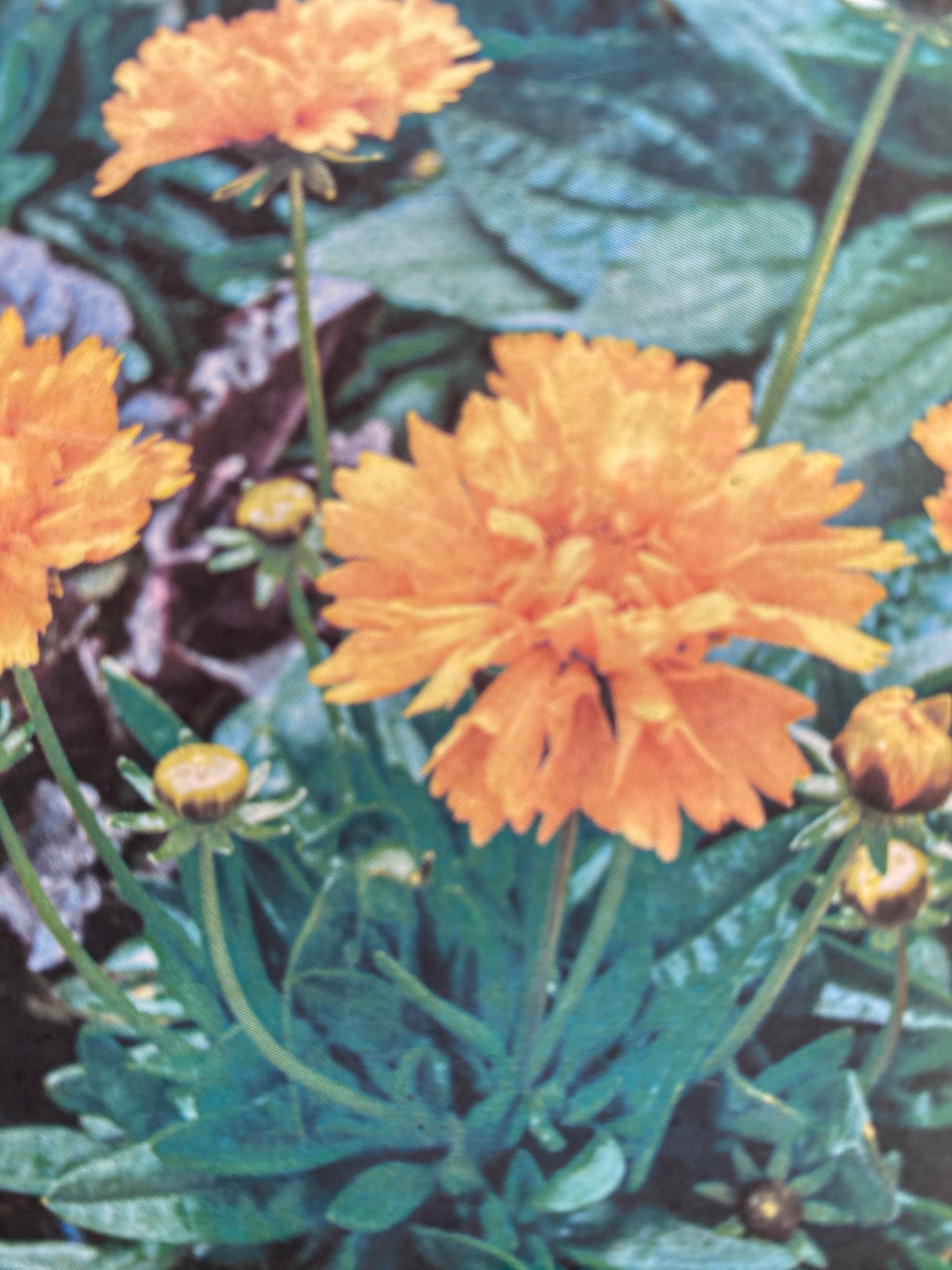 Coreopsis, Early Sunrise