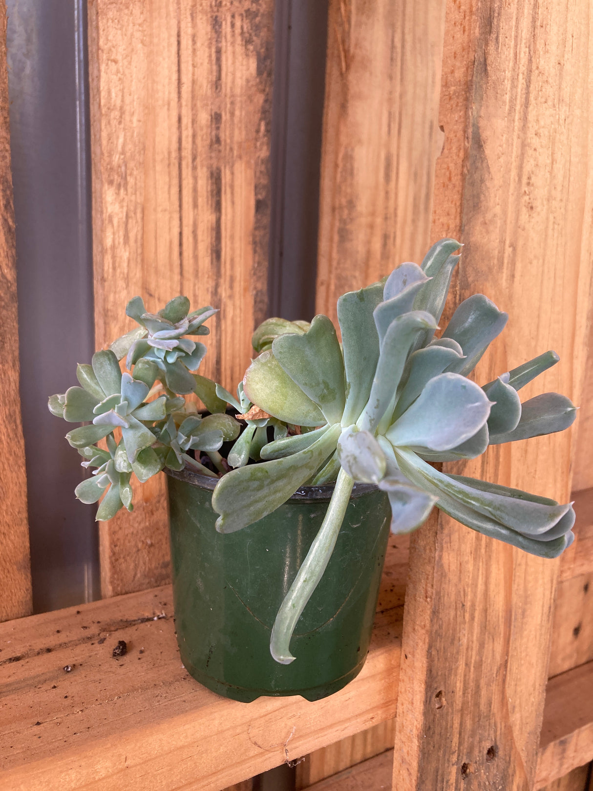 Succulent