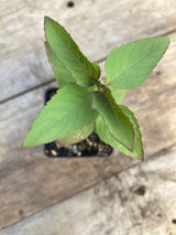 Monarda, Wild Bergamot