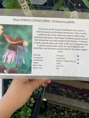 Coneflower, Pale Purple