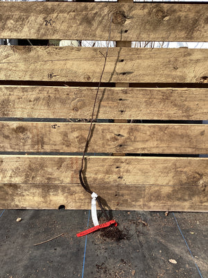 Black Cherry, Bare Root