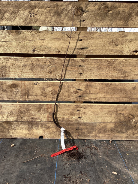 Black Cherry, Bare Root