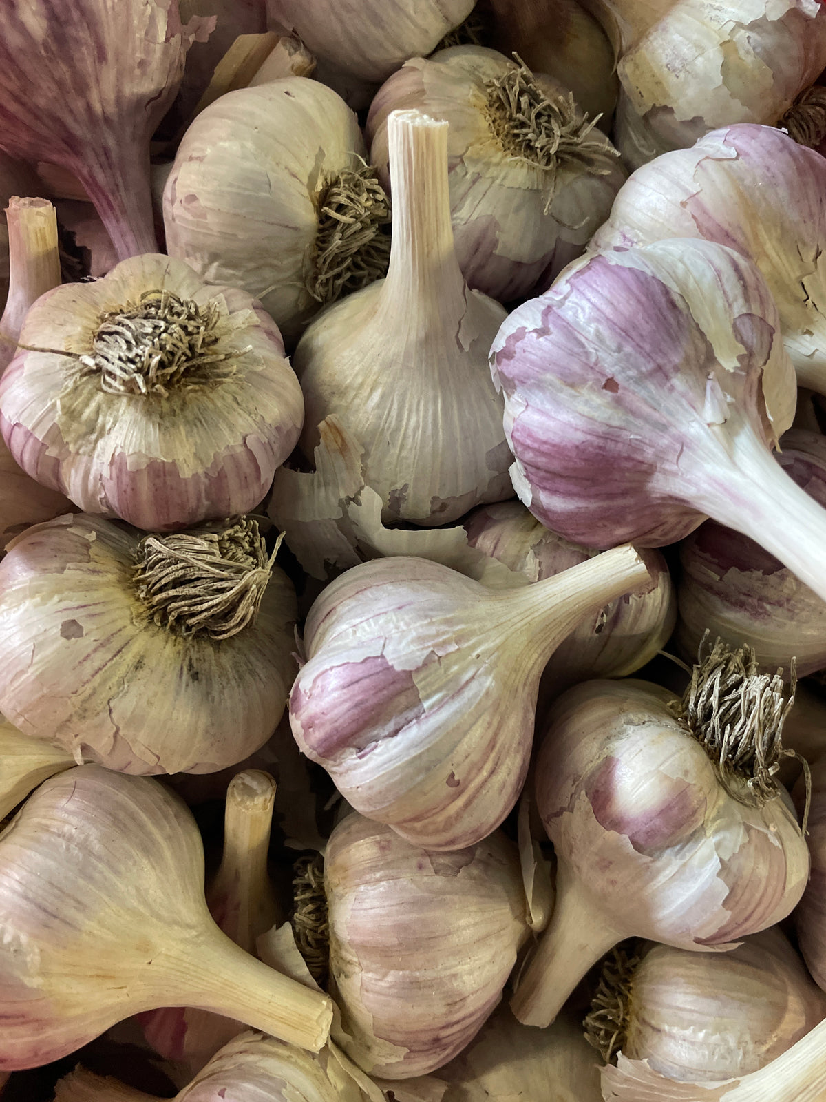 Persian Star, Hardneck, Organic Seed Garlic