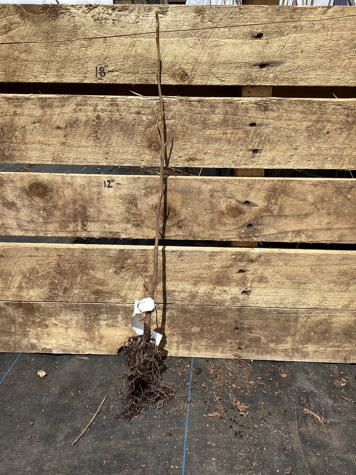 Witchhazel, Vernal, Bare Root
