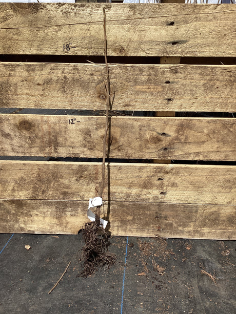 Witchhazel, Vernal, Bare Root