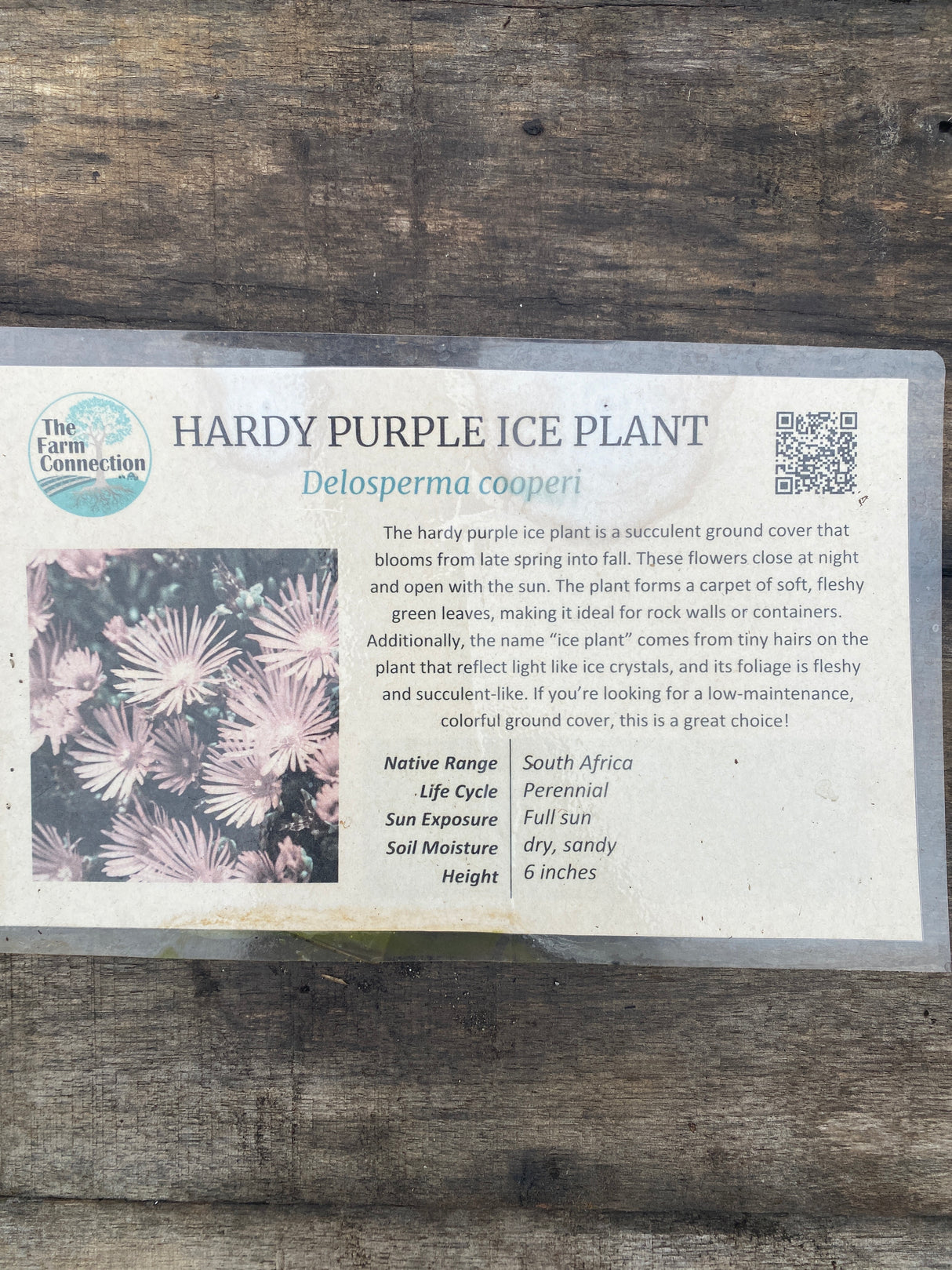 Ice Plant, Hardy Purple