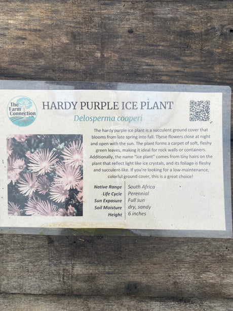 Ice Plant, Hardy Purple