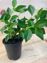 Trinervula Peperomia Organically Grown Houseplants For Sale