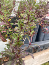 Satureja montana winter savory potted plant for sale