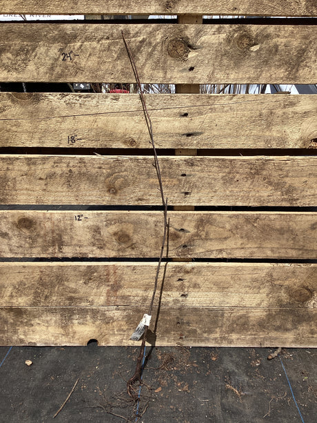Sweetgum, Bare Root