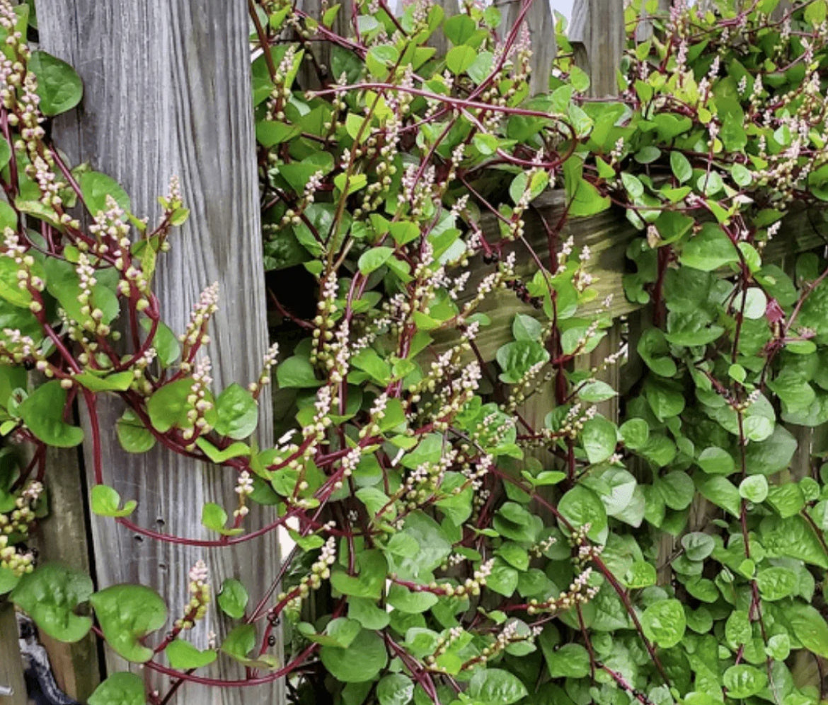 Seeds Spinach, Red Malabar