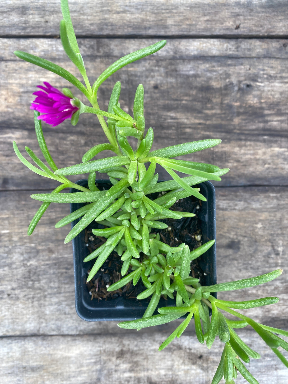 Ice Plant, Hardy Purple