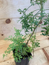 Rue Medicinal Organically Grown Plants For Sale
