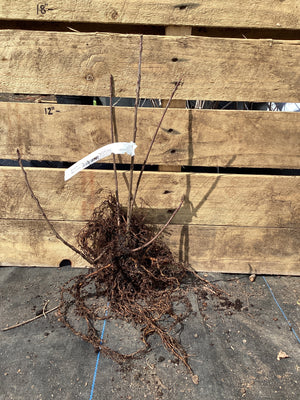 Aronia, Bare Root