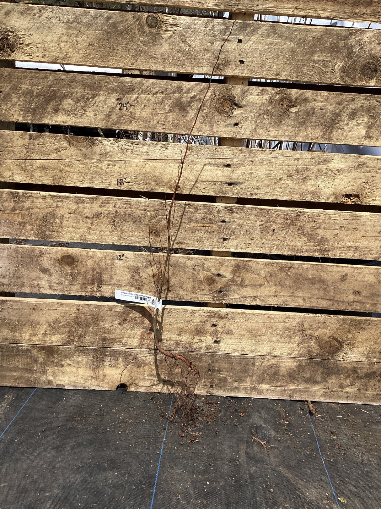 Hornbeam, American (Musclewood), Bare Root