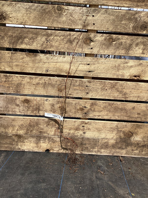 Hornbeam, American (Musclewood), Bare Root