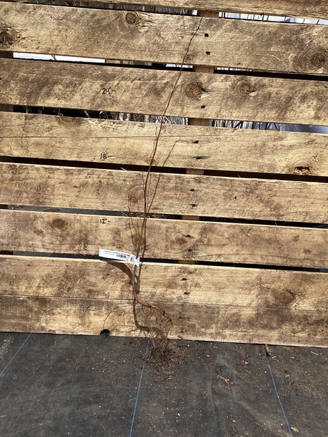 Hornbeam, American (Musclewood), Bare Root
