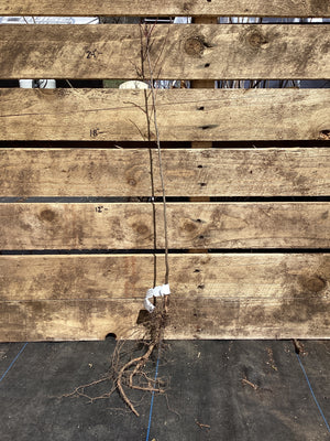Plum, Chickasaw, Bare Root