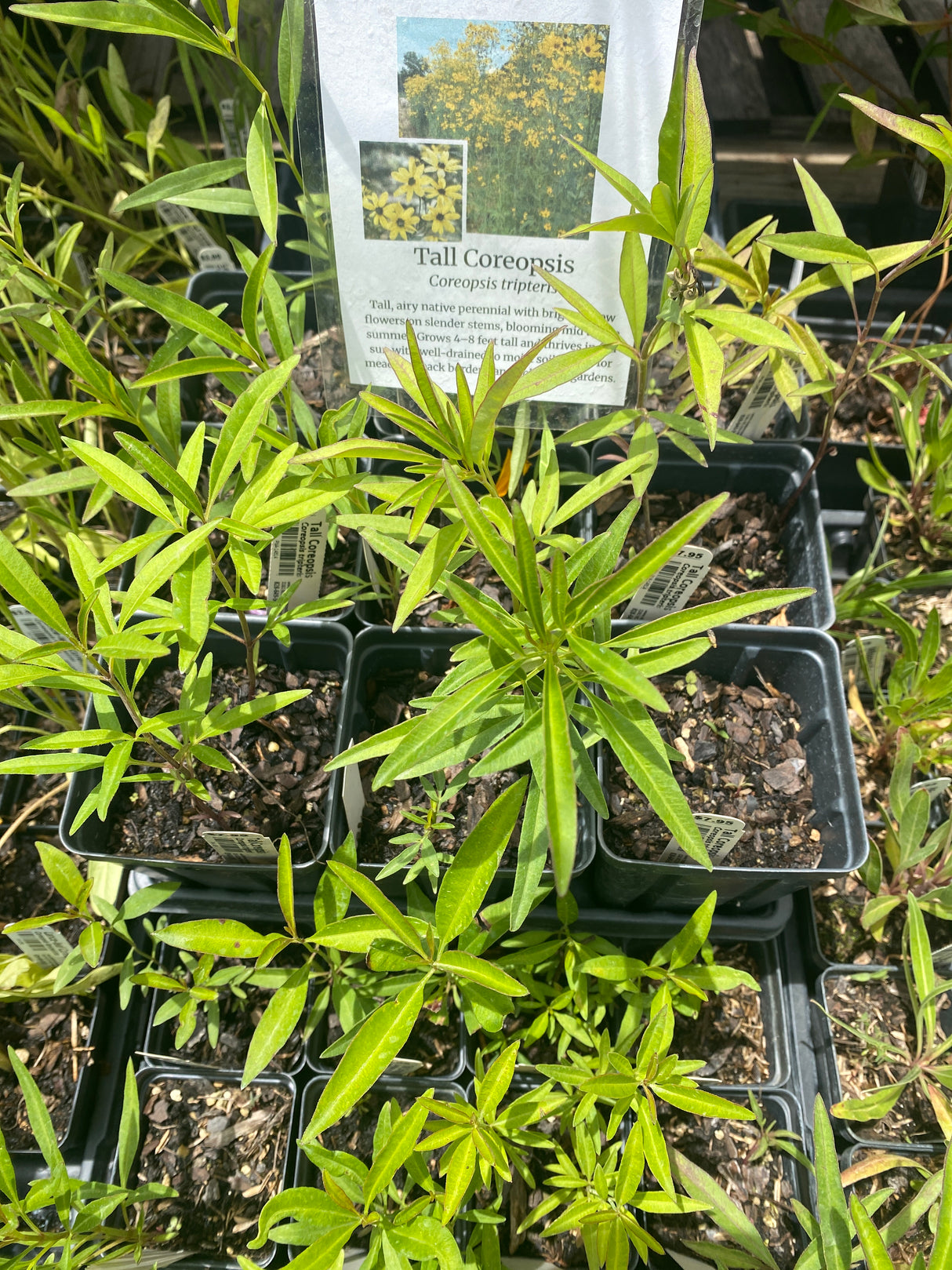 Coreopsis, Tall