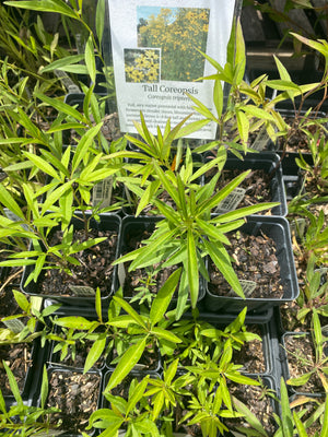 Coreopsis, Tall