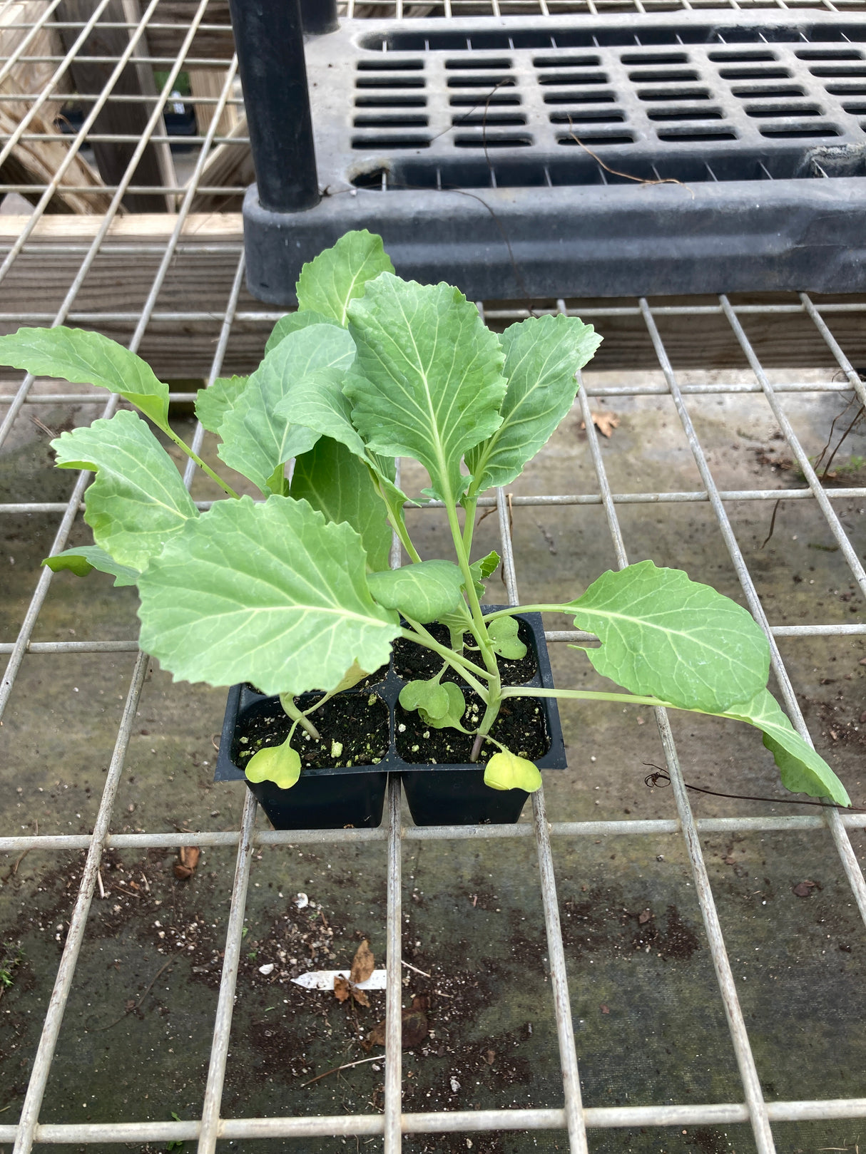 Cabbage, Early Flat Dutch