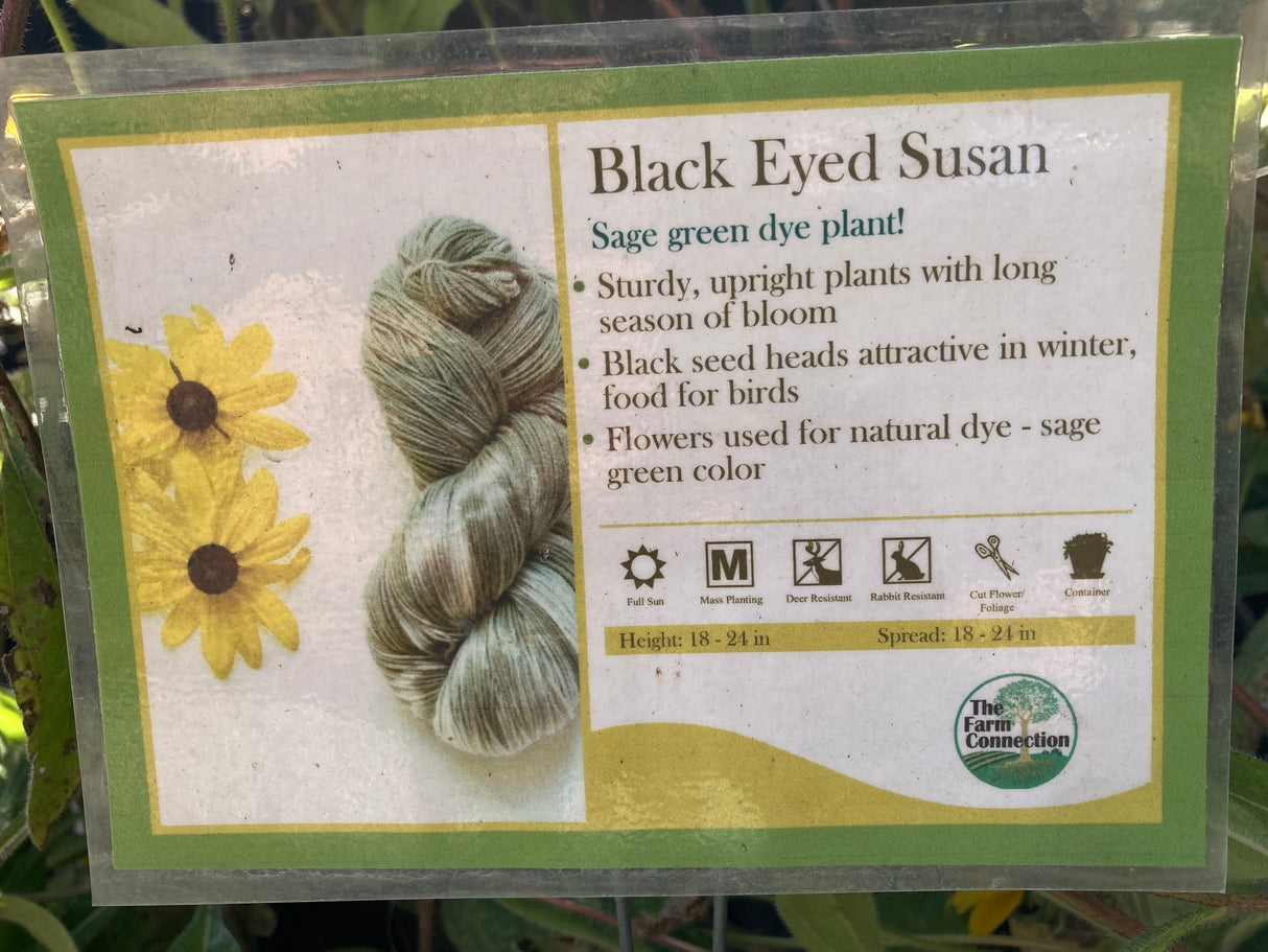 Rudbeckia, Black Eyed Susan