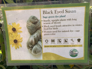 Rudbeckia, Black Eyed Susan