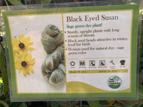 Rudbeckia hirta black-eyed Susan potted plant for sale