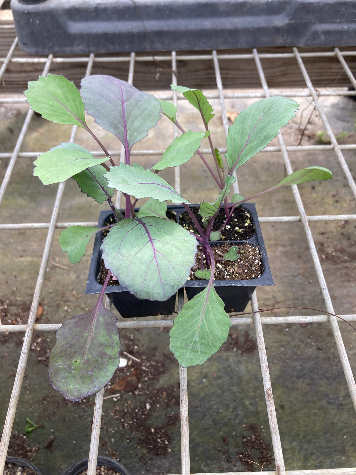 Cabbage, Red Acre