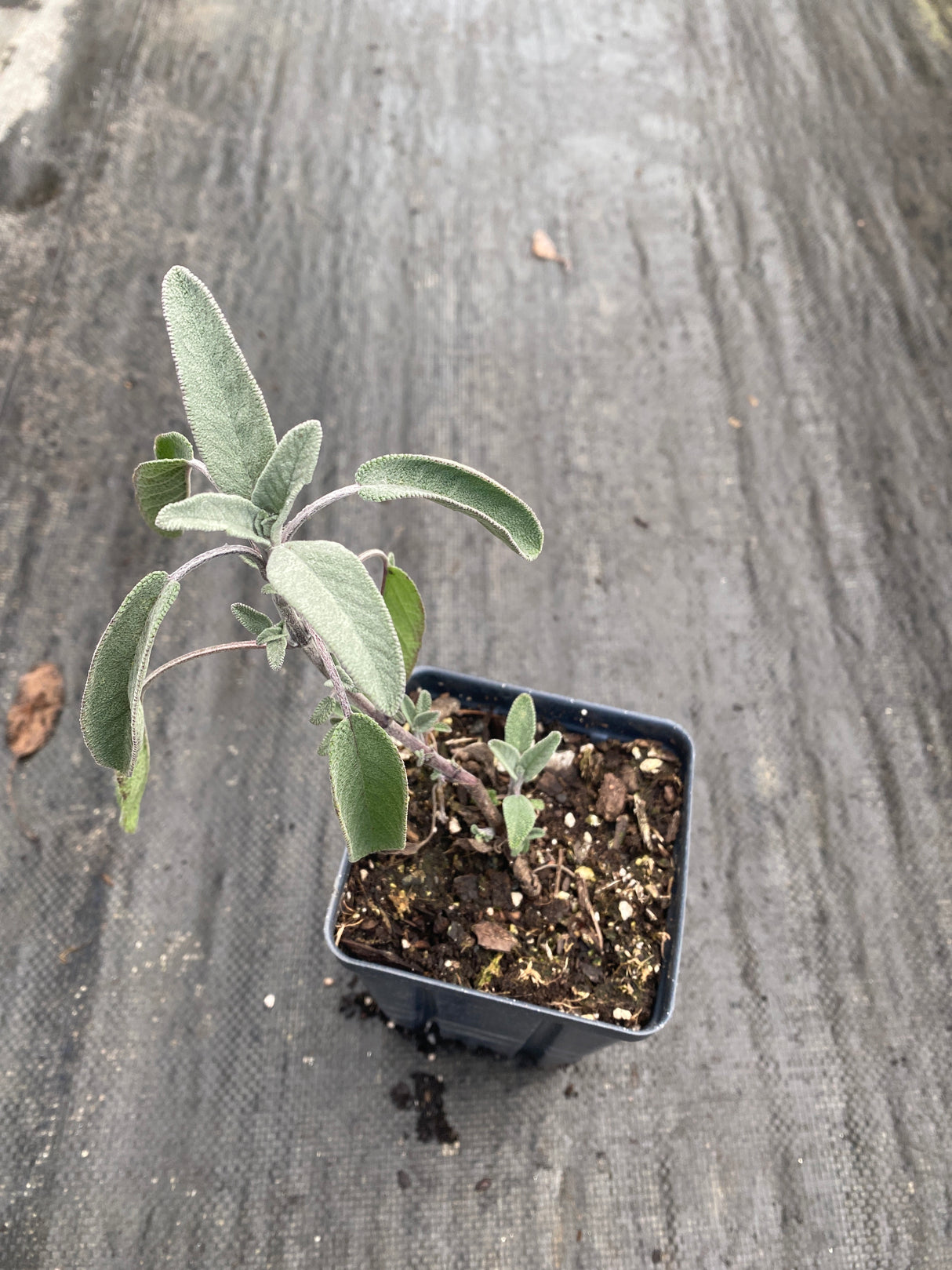 Sage, Garden