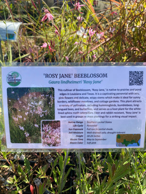 Gaura, 'Rosy Jane'