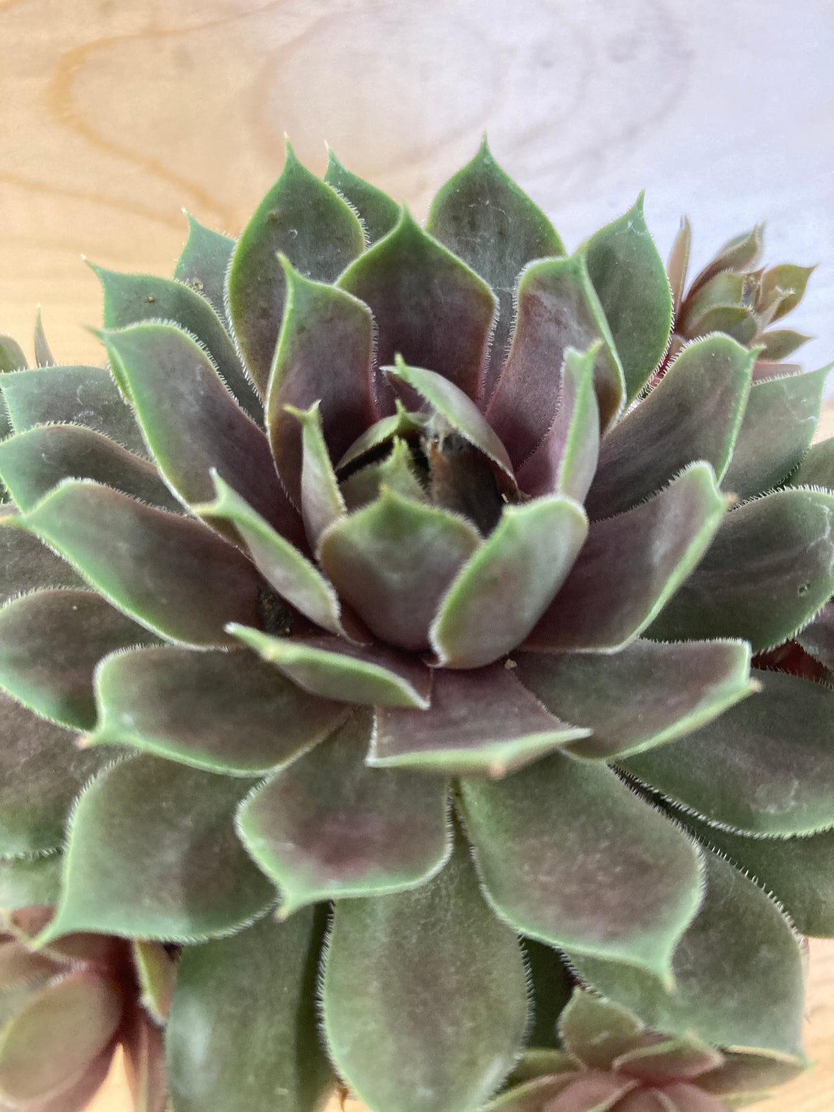 Hen and Chicks, Silverine
