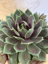 Silverine Hen and Chicks Organically Grown Plants For Sale