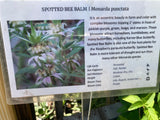 Bee Balm, Spotted