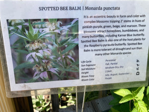 Bee Balm, Spotted