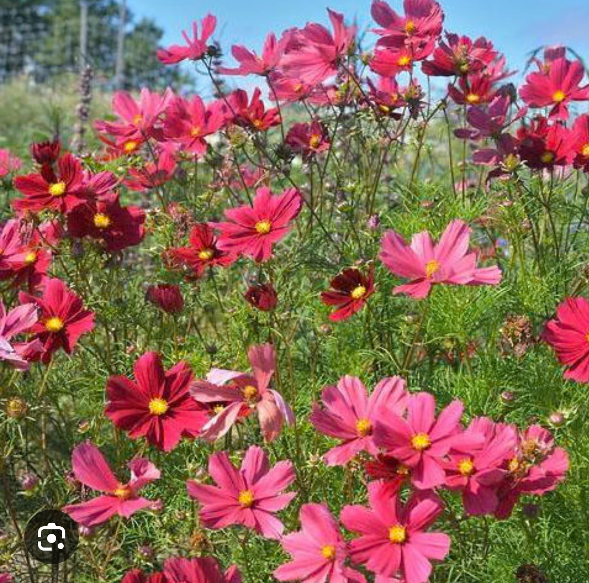 Seeds Cosmos