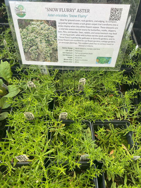 Aster ericoides Snow Flurry potted plant for sale