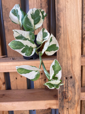 Pothos, N'Joy